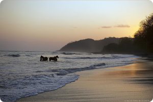 Los Islotes Beach