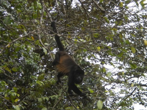 Howler Monkey panama