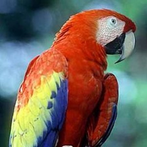 macaw panama