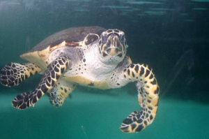 Turtle los Islotes Panama
